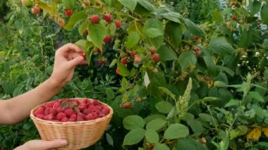 Bir kadın çiftçi bahçede ahududu topluyor. Seçici odaklanma. Yiyecek..