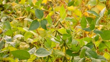 Soya fasulyesi tarlada yetişir. Seçici odaklanma. Doğa.