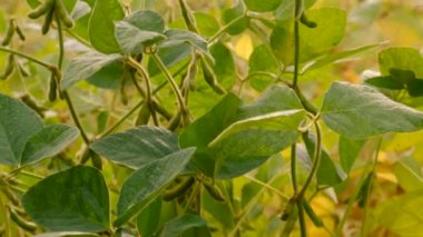 Soya fasulyesi tarlada yetişir. Seçici odaklanma. Doğa.