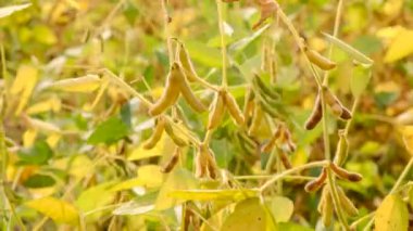 Soya tarlasında çiftçi. Seçici odaklanma. Doğa.