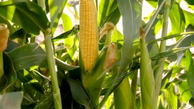 Bahçede mısır yetişiyor. Seçici odaklanma. yiyecek.