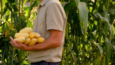 Çiftçi bahçede elinde mısır tutuyor. Seçici odaklanma. yiyecek.