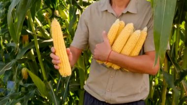 Çiftçi bahçede elinde mısır tutuyor. Seçici odaklanma. yiyecek.