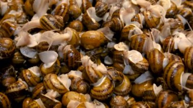 Çiftlikte bir sürü salyangoz var. Seçici odaklanma. Doğa.