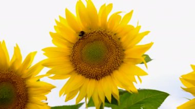 Sunflowers bloom in the field. Selective focus. nature.