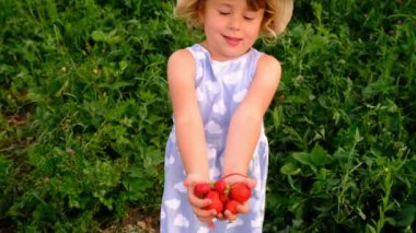 Bir çocuk bahçeden çilek topluyor. Seçici odaklanma. çocuk.