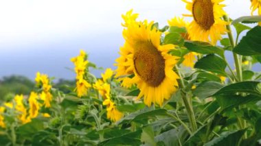 Ayçiçeği tarlasında bir çocuk. Seçici odaklanma. çocuk.