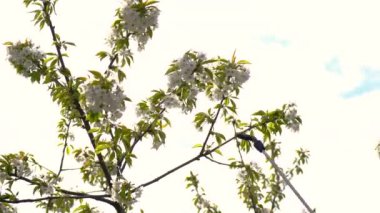 Sonbaharda meyve tomurcuklanan ağaçlar. Seçici odaklanma. Doğa.