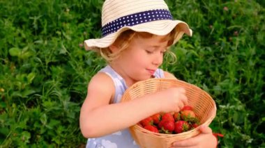 Bir çocuk bahçeden çilek topluyor. Seçici odaklanma. çocuk.