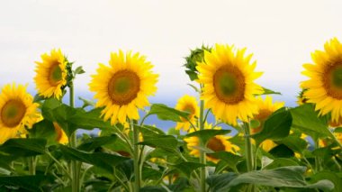 Sunflowers bloom in the field. Selective focus. nature.