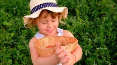 Bir çocuk bahçeden çilek topluyor. Seçici odaklanma. çocuk.