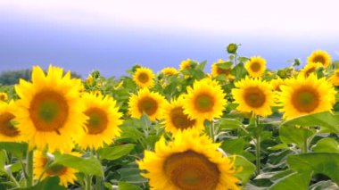 Sunflowers bloom in the field. Selective focus. nature.