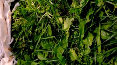 Doğada cam piknikte şarap. Seçici odaklanma. iç.