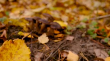 Ormandaki kötü mantarlar. Seçici odaklanma. Doğa.