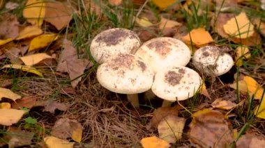 Ormandaki kötü mantarlar. Seçici odaklanma. Doğa.