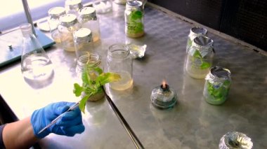 Bitkilerle dolu laboratuvar kavanozları. Seçici odaklanma. İnsanlar.