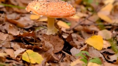 Ormandaki kötü mantarlar. Seçici odaklanma. Doğa.