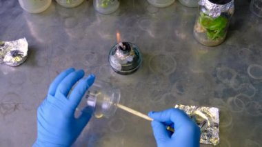 Bitkilerle dolu laboratuvar kavanozları. Seçici odaklanma. İnsanlar.