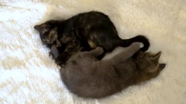 Küçük kedicikler oynuyor. Seçmeli odak noktası ev