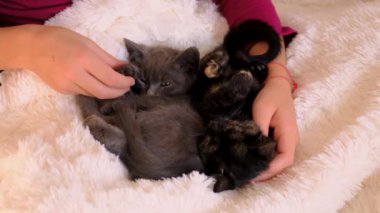 Yavru kediciklerle oynayan çocuk. Seçici odaklanma. Çocuk.