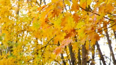 Sonbahar parkında ağaçlar. Seçici odaklanma. Doğa.