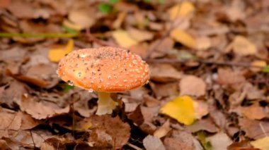 Ormandaki kötü mantarlar. Seçici odaklanma. Doğa.