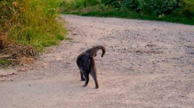 Kedi yol boyunca yürüyor. Seçmeli odaklanma. hayvan.