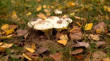 Ormandaki kötü mantarlar. Seçici odaklanma. Doğa.