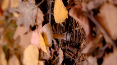 Ormandaki kötü mantarlar. Seçici odaklanma. Doğa.