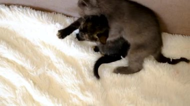 Küçük kedicikler oynuyor. Seçmeli odak noktası ev