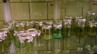 Bitkilerle dolu laboratuvar kavanozları. Seçici odaklanma. Doğa.