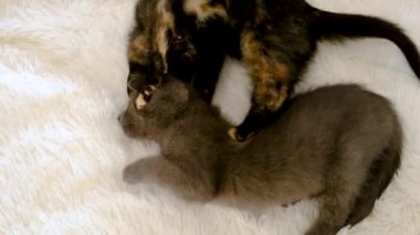 Küçük kedicikler oynuyor. Seçmeli odak noktası ev