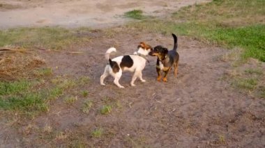 Parkta yürüyen bir köpek. Seçici odaklanma. Hayvan..