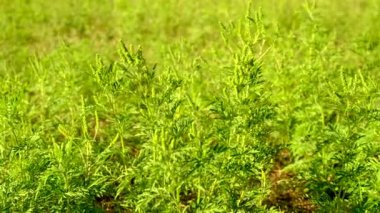 Ragweed tarlada yetişir. Seçmeli odaklanma. Doğa.