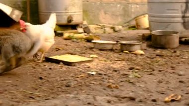 Çiftlikteki tavşan. Seçici odaklanma. Doğa.