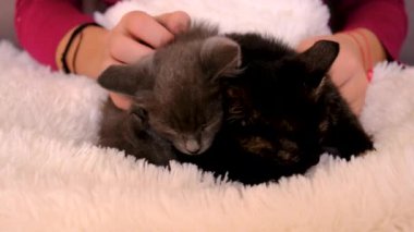 Yavru kediciklerle oynayan çocuk. Seçici odaklanma. Çocuk.