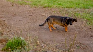 Parkta yürüyen bir köpek. Seçici odaklanma. Hayvan..