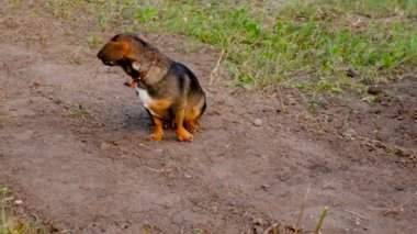 Parkta yürüyen bir köpek. Seçici odaklanma. Hayvan..