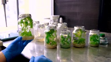 Bitkilerle dolu laboratuvar kavanozları. Seçici odaklanma. İnsanlar.