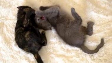 Küçük kedicikler oynuyor. Seçmeli odak noktası ev