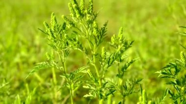 Ragweed tarlada yetişir. Seçmeli odaklanma. Doğa.