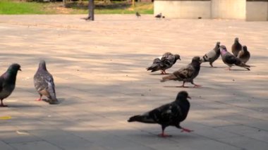 Bir çocuk parkta güvercinlerin peşinden koşuyor. Seçici odaklanma. Çocuk.