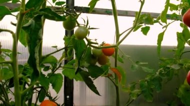 Çocuk bahçede domates toplayıp yiyor. Seçici odaklanma. Doğa.