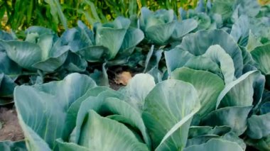 Bahçede lahana hasadı. Seçici odaklanma. Doğa.