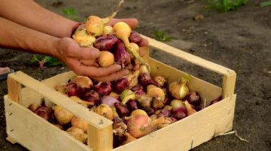 Bahçede soğan hasadı. Seçici odaklanma. Doğa.