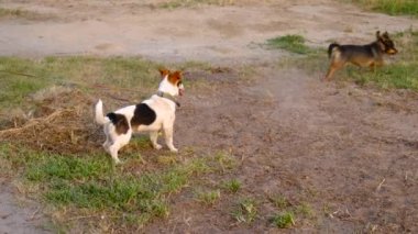 Parkta yürüyen bir köpek. Seçici odaklanma. Hayvan..