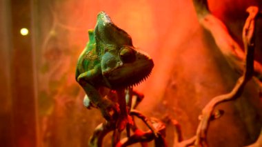 Kertenkele teraryumda oturur. Seçici odaklanma. Doğa.