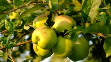 Meyve bahçesindeki bir ağaçta elma hasadı. Seçici odaklanma. Doğa.