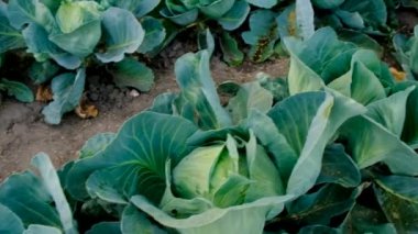 Bahçede lahana hasadı. Seçici odaklanma. Doğa.