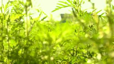 Ragweed tarlada yetişir. Seçmeli odaklanma. Doğa.